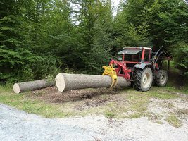 Holz Rücken.jpg