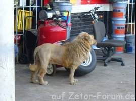 Löwenhund1.jpg