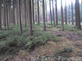 Wald1.jpg