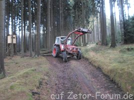 Wald3.jpg