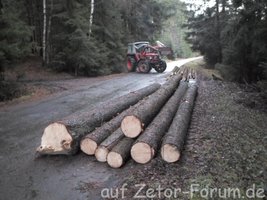 Wald_5.jpg