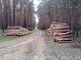 Waldeinschlag 05-14 (7).jpg