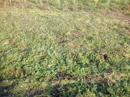 IMG_0894[1].jpg