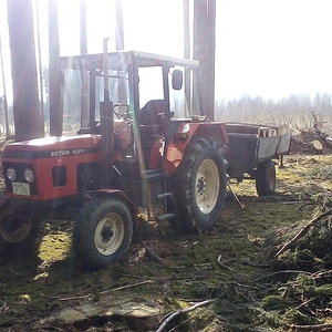 Im Wald